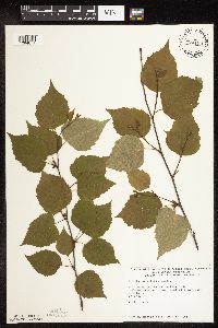 Betula cordifolia image