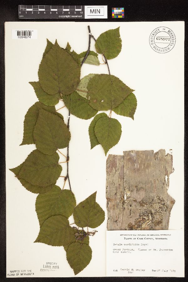 Betula cordifolia image