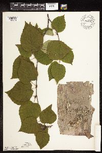 Betula cordifolia image