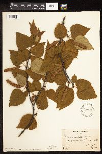 Betula cordifolia image