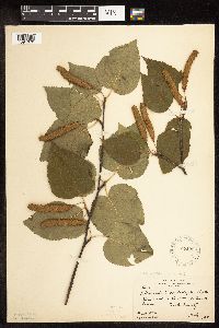 Betula cordifolia image