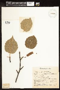 Betula cordifolia image