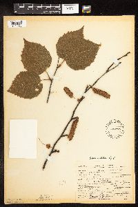 Betula cordifolia image