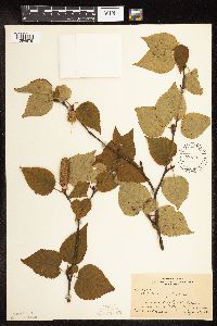 Betula cordifolia image