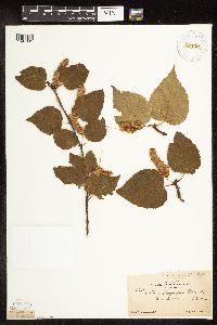 Betula cordifolia image