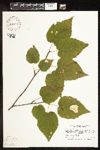 Betula cordifolia image