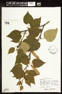 Betula cordifolia image
