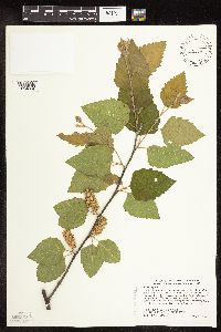 Betula nigra image
