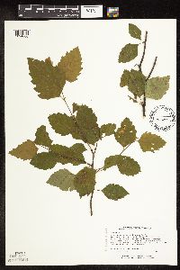 Betula nigra image