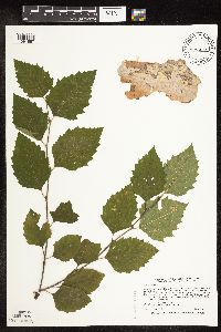 Betula nigra image
