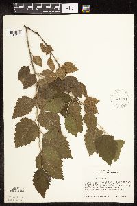 Betula nigra image