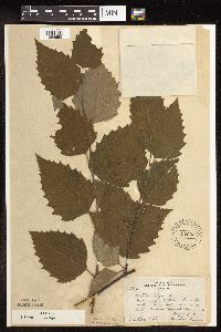 Betula nigra image