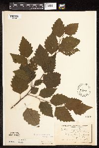 Betula nigra image