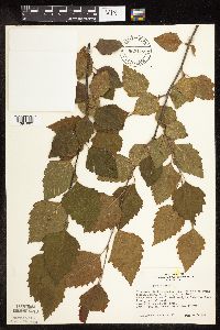 Betula nigra image