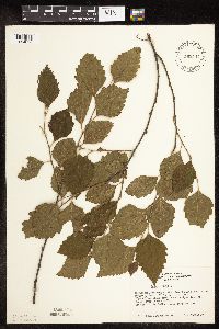 Betula nigra image