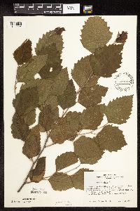 Betula nigra image