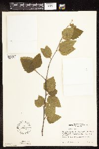 Betula nigra image