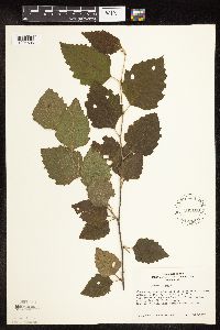Betula nigra image