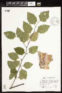 Betula nigra image