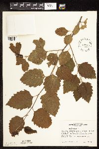 Betula nigra image