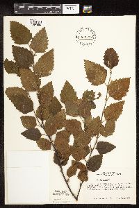 Betula nigra image