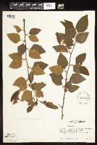 Betula nigra image