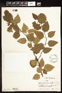 Betula nigra image