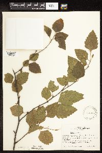 Betula nigra image