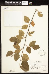 Betula nigra image