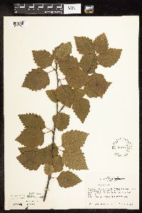 Betula nigra image