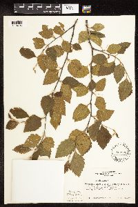 Betula nigra image