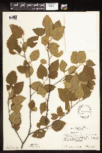 Betula nigra image