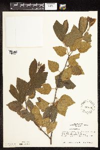 Betula nigra image