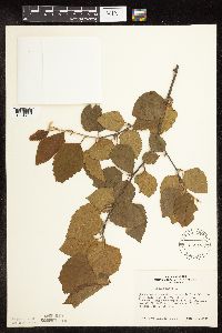 Betula nigra image