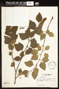 Betula nigra image