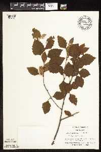 Betula nigra image