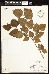 Betula nigra image