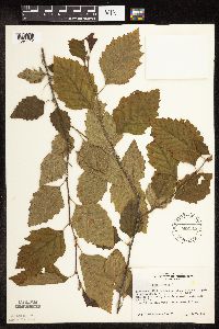 Betula nigra image