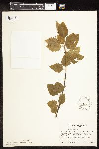 Betula nigra image