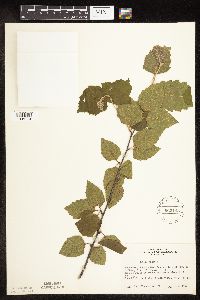Betula nigra image