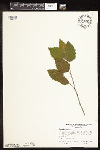 Betula nigra image