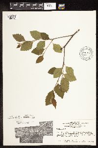 Betula nigra image