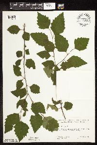 Betula nigra image
