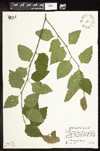 Betula nigra image