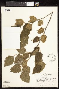 Betula nigra image