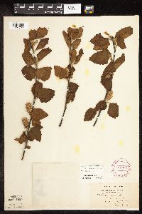 Betula nigra image