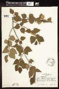 Betula nigra image