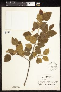 Betula nigra image