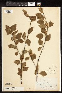 Betula nigra image