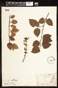 Betula nigra image